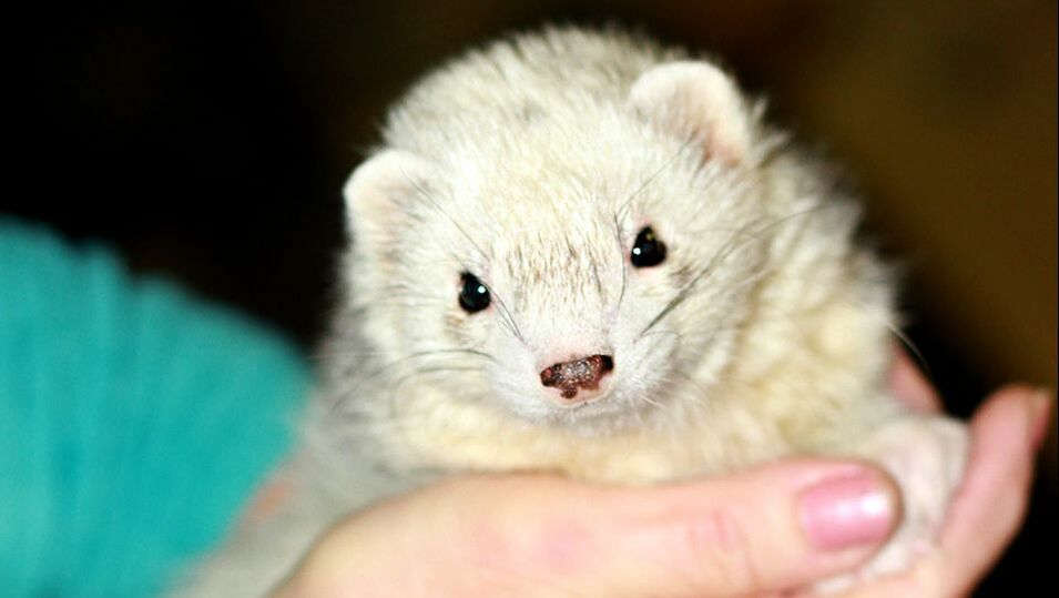Shelters-Rescues - ALLFERRETS®